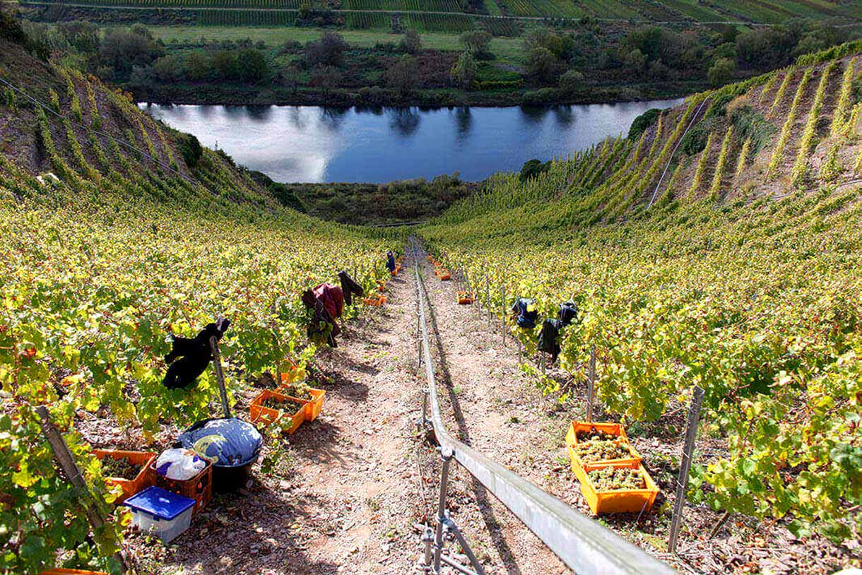 Vignobles - Vineyards - Weinlagen Franzen
